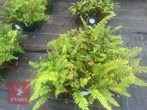 24 POLYSTICHUM ACULEATUM FERNS