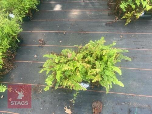 12 POLYSTICHUM ACULEATUM FERNS