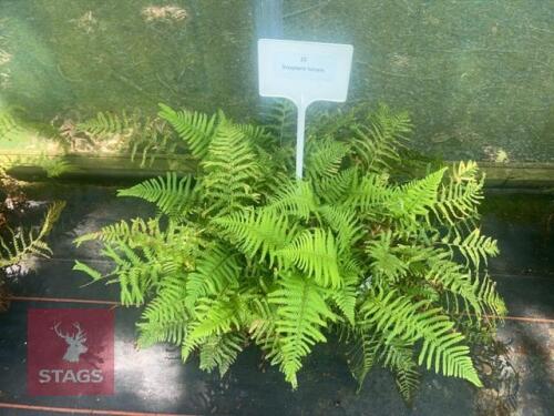 12 DRYOPTERIS FURCANS