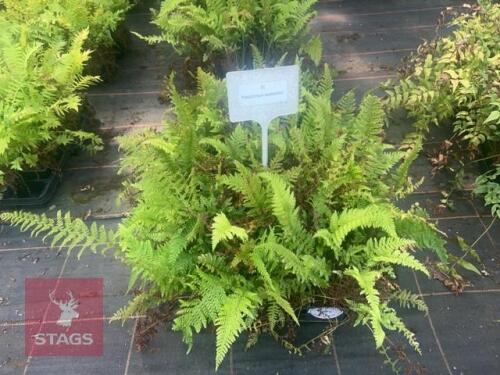 24 POLYSTICHUM WOLLASTONII FERNS