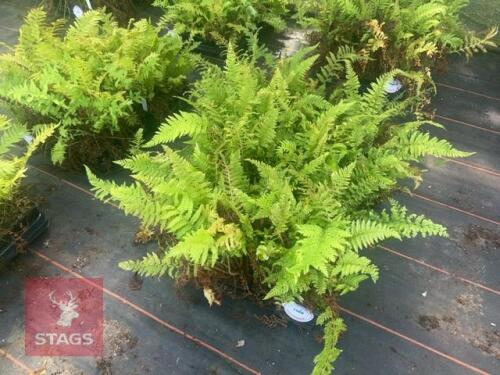 24 POLYSTICHUM WOLLASTONII FERNS