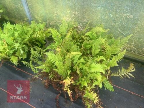 24 POLYSTICHUM WOLLASTONII FERNS