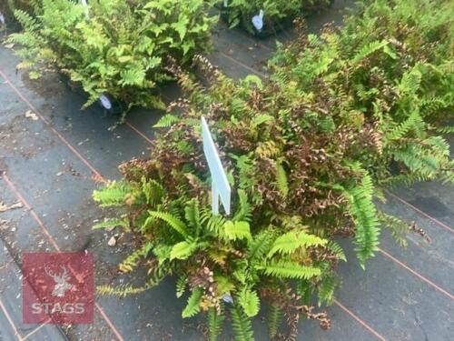 21 POLYSTICHUM MUNITUM FERNS