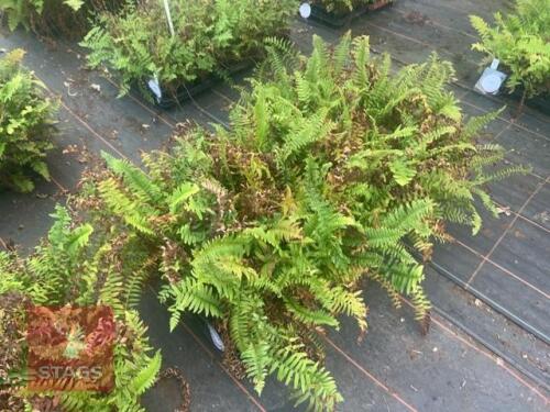 36 POLYSTICHUM MUNITUM FERNS