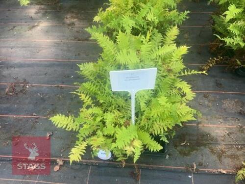 23 MATTEUCCIA STRUTHIOPTERIS FERNS