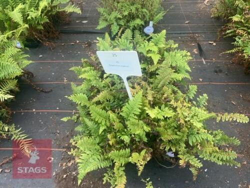 24 POLYSTICHUM MAKINOI FERNS