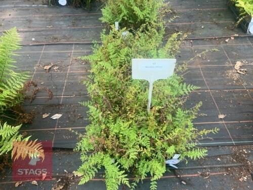 36 WOODSIA OBTUSA FERNS