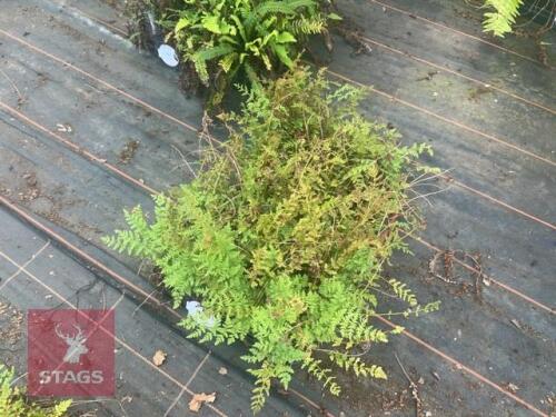 24 WOODSIA OBTUSA FERNS