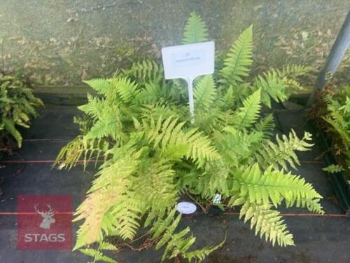 24 DRYOPTERIS FILIX MAS FERNS