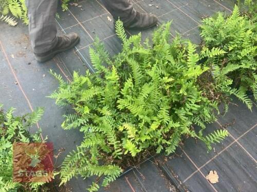 24 POLYPODIUM VULGARE FERNS