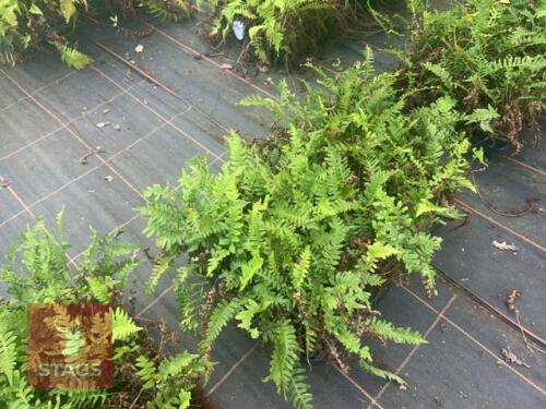 24 POLYPODIUM VULGARE FERNS