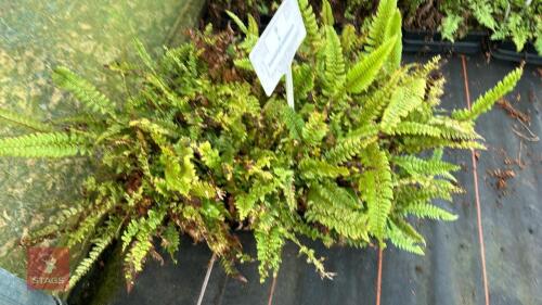 24 POLYSTICHUM NEOLOBATUM FERNS