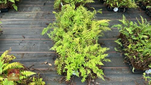 36 ATHYRIUM 'ROTSTIEL'