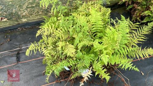 24 ATHYRIUM 'ROTSTIEL'