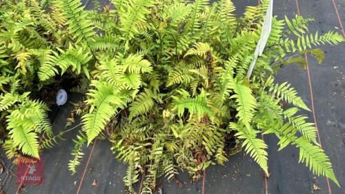 24 DRYOPTERIS ATRATA FERNS