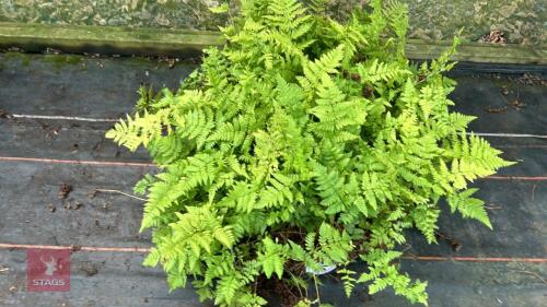 24 DRYOPTERIS CARTHUSIANA FERNS