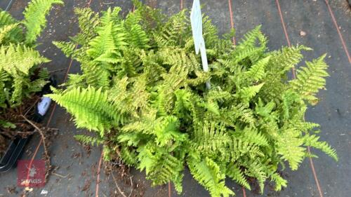 24 DRYOPTERIS F/M CRISTATA FERNS