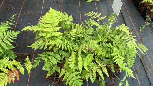 24 DRYOPTERIS AUSTRIACA FERNS