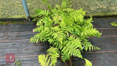 24 DRYOPTERIS AUSTRIACA FERNS