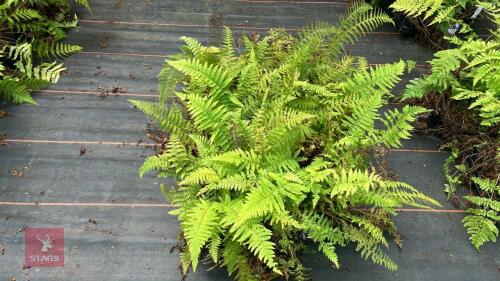 24 POLYSTICHUM SETIFERUM