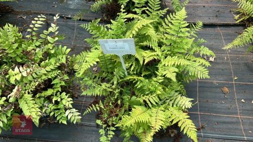 23 DRYOPTERIS REMOTA FERNS