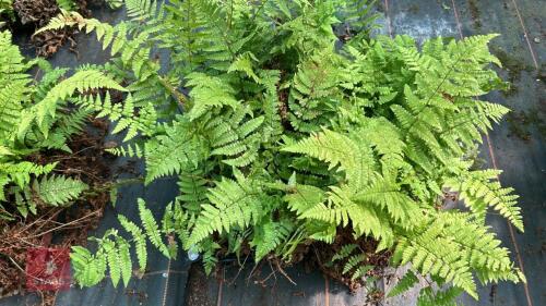 24 DRYOPTERIS REMOTA FERNS