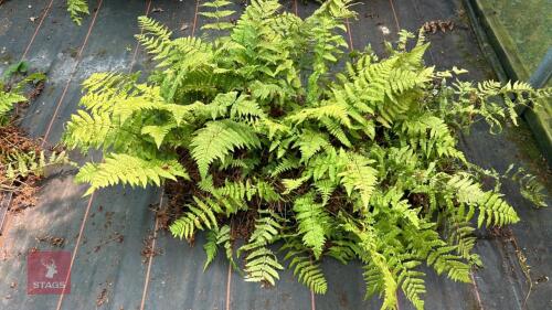 36 DRYOPTERIS REMOTA FERNS