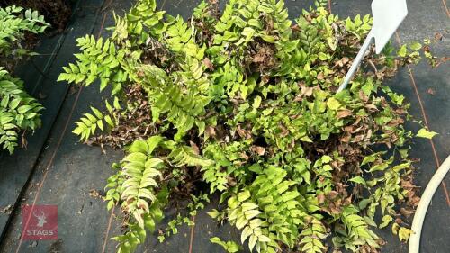 24 CYRTOMIUM MACROPHYLLUM FERNS