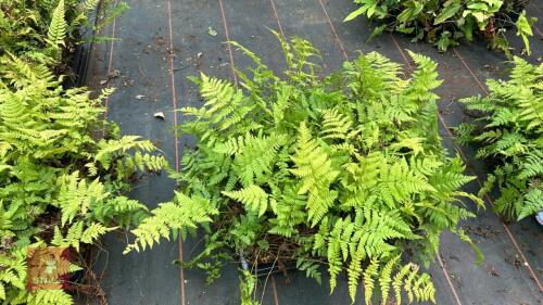 24 DRYOPTERIS CARTTHUSIANA