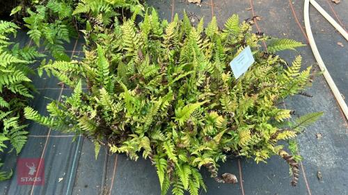 24 POLYSTICHUM BIARISTATUM FERNS