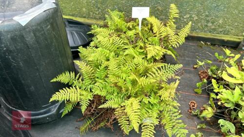 24 POLYSTICHUM SET. PLUMOSUM FERNS