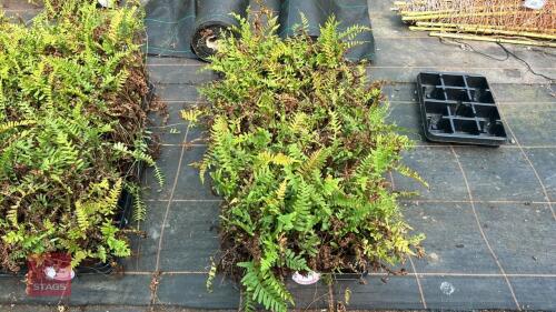 36 POLYPODIUM VULGARE FERNS