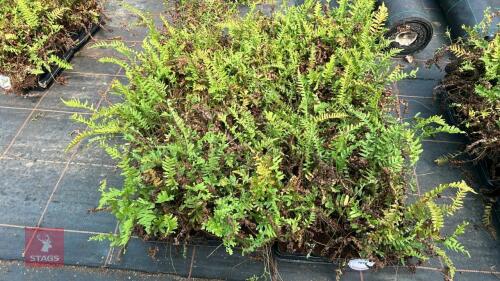 72 POLYPODIUM VULGARE FERNS