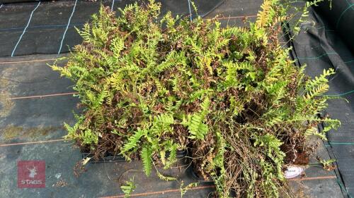 48 POLYPODIUM VULGARE FERNS