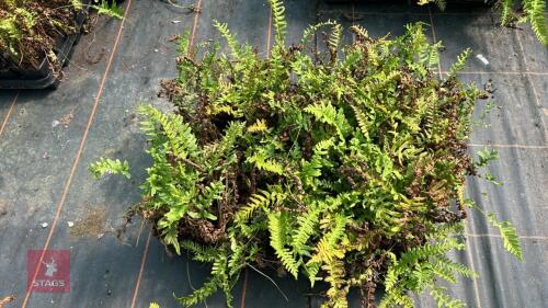 24 POLYPODIUM VULGARE FERNS