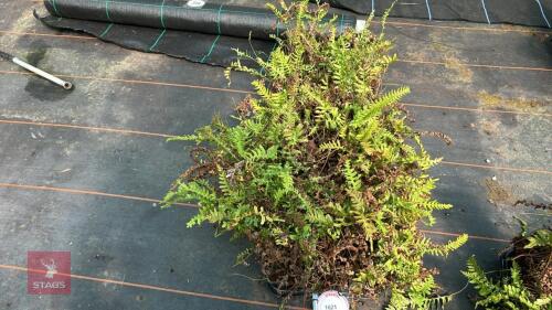 24 POLYPODIUM VULGARE FERNS