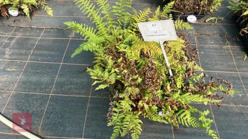 24 DRYOPTERIS CHAMPIONII FERNS