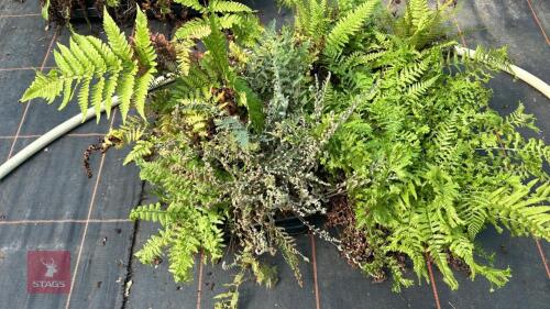 26 MIXED FERNS