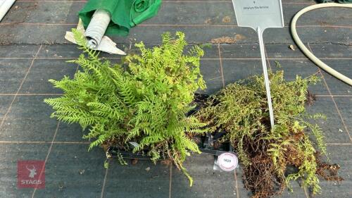 15 MIXED FERNS