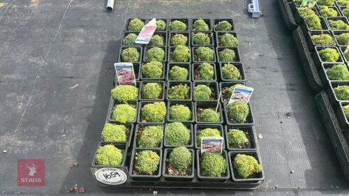 40 SAXIFRAGA 'STRAWBERRY MELBA'