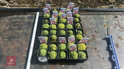 40 SAXIFRAGA 'STRAWBERRY MELBA'