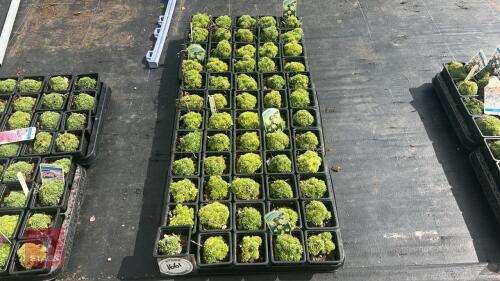 60 SAXIFRAGA 'GREGOR MENDEL'