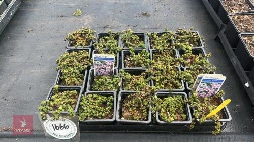 20 SAXIFRAGA OPPOSITIFOLIA 'SPLENDENS'