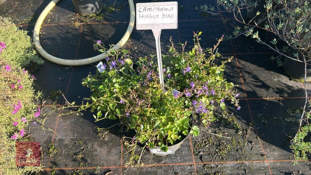 3 CAMPANULA 'HIRSCH BLUE'