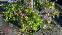 3 CAMPANULA 'HIRSCH BLUE' - 2