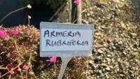 7 ARMERIA 'RUBRIFOLIA' - 4