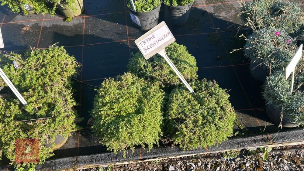 3 THYME 'BRESSINGHAM'