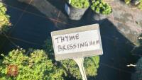 3 THYME 'BRESSINGHAM' - 3