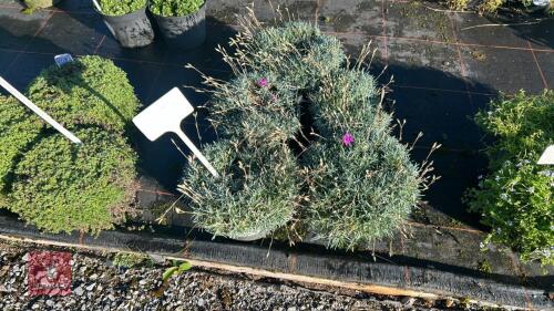 5 DIANTHUS 'WHATFIELD JOY''