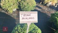 1 THYME 'MINIMUS' - 3